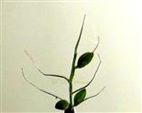  Branch ending in bristle